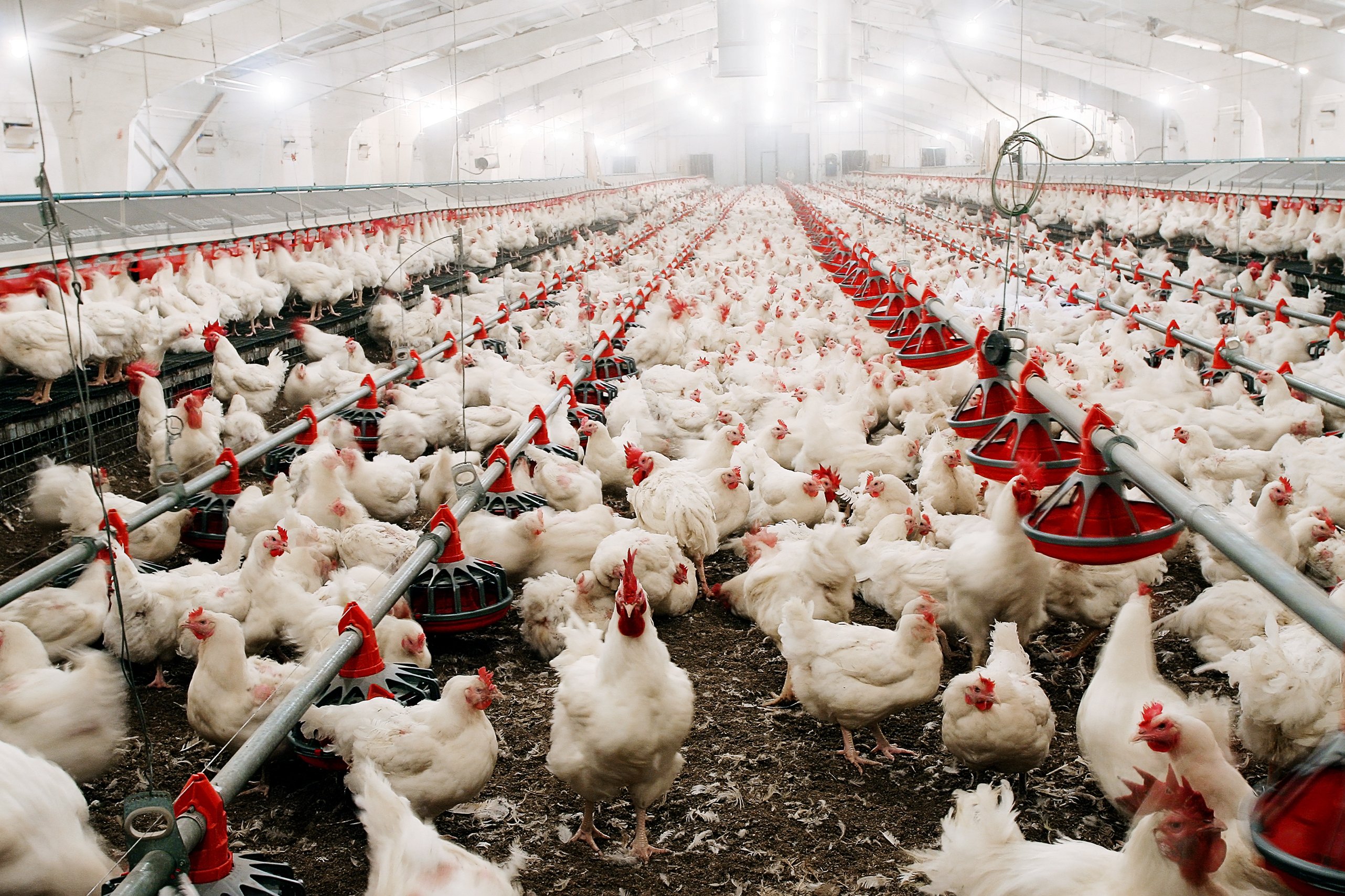 Farms and animal holding-1368452305
