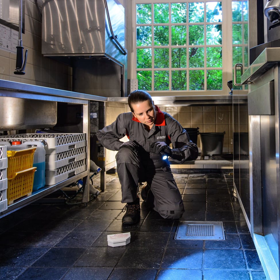 SQ_pest control inspection SQ_pest control inspection