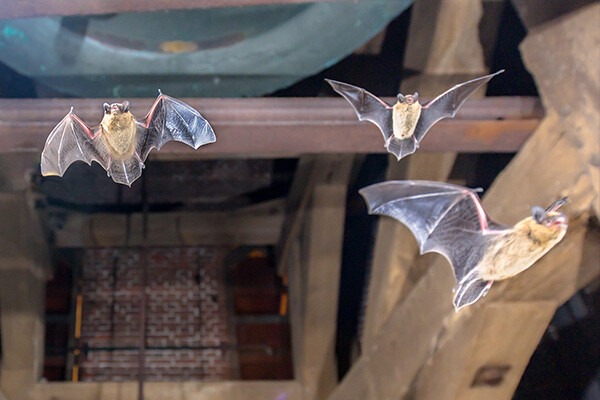 bat-fluttering-600x400