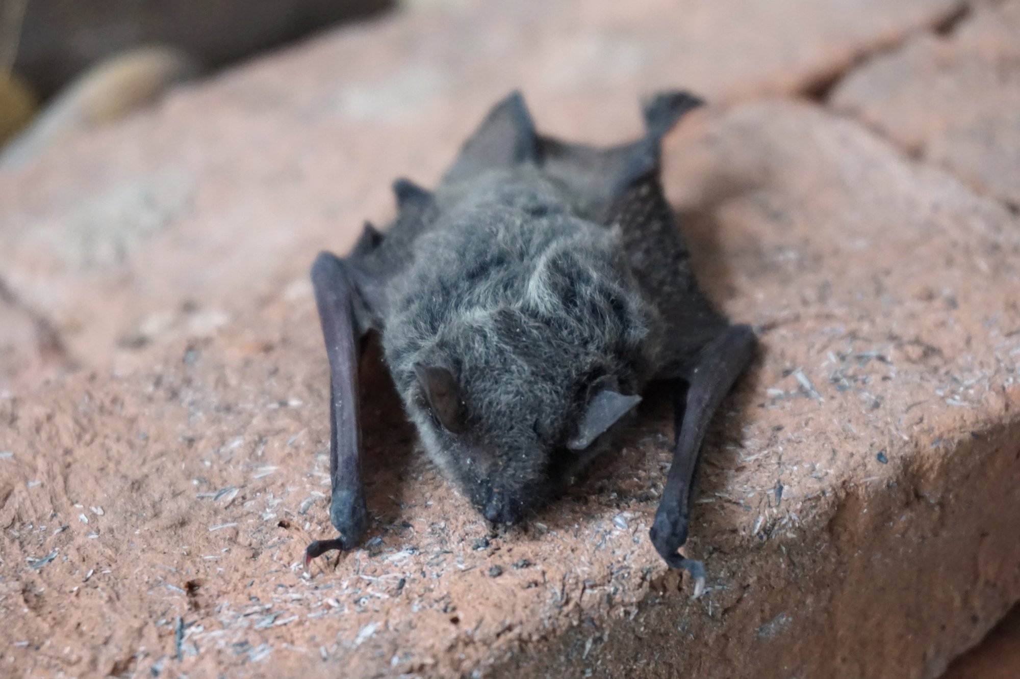dead-bat-696123696