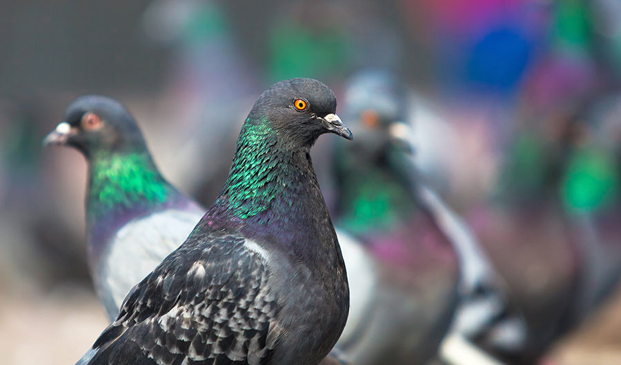 Bird-Control