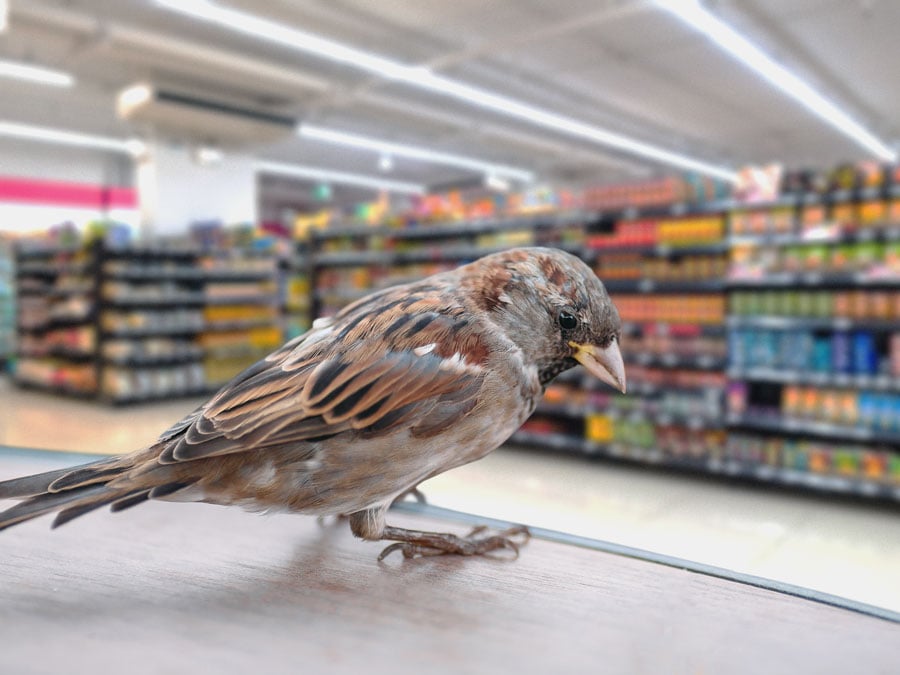 AdobeStock_245371223